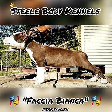 Steele Bodys Faccia Bianca.jpg